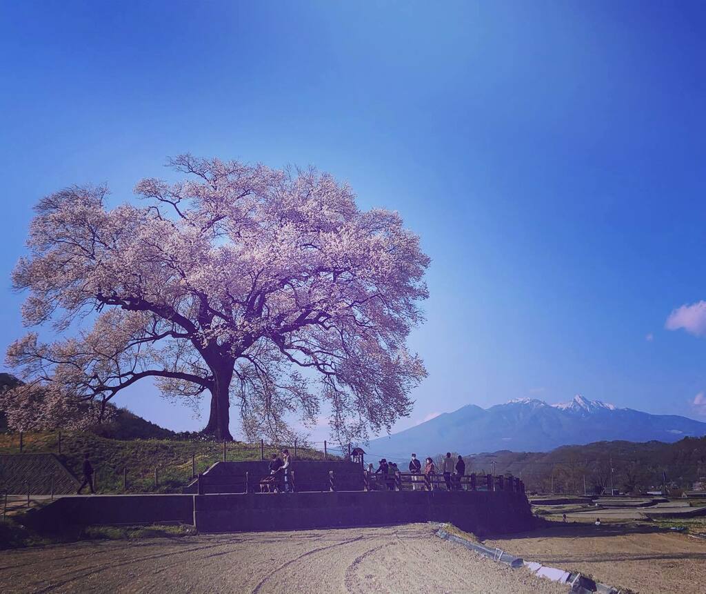 __tomoe's tweet photo. #わに塚の桜 #wanizukanosakura
#八ヶ岳 #yatsugatake
#cherryblossom #桜
#山梨 #韮崎市
#yamanashi #nirasaki https://t.co/rz8V0hIDdm https://t.co/gVrlKNGxQ6