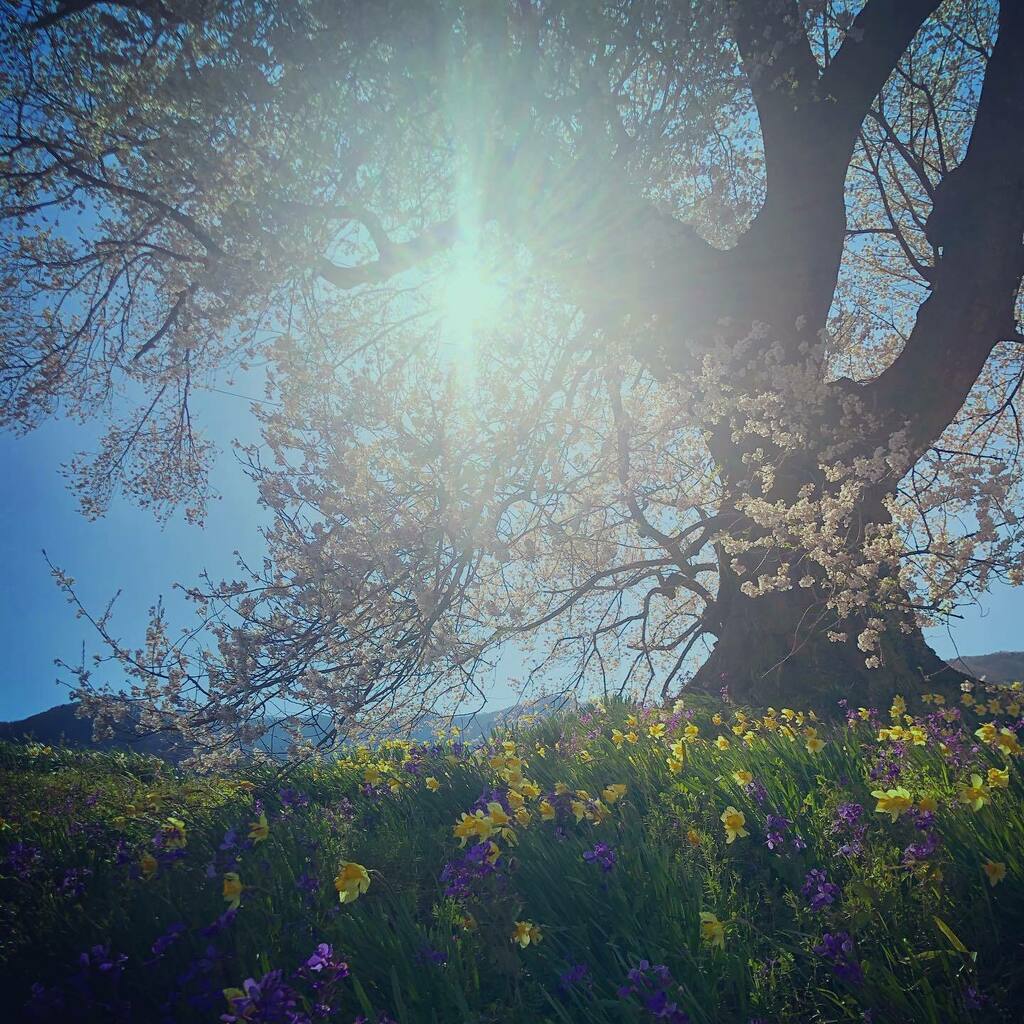 __tomoe's tweet photo. #わに塚の桜 #wanizukanosakura
#水仙も咲いてたよ
#この紫色のお花の名前が思い出せない
#cherryblossom #桜
#山梨 #韮崎
#yamanashi #nirasaki https://t.co/OcaQyN3GVA https://t.co/A2KjryK3w6