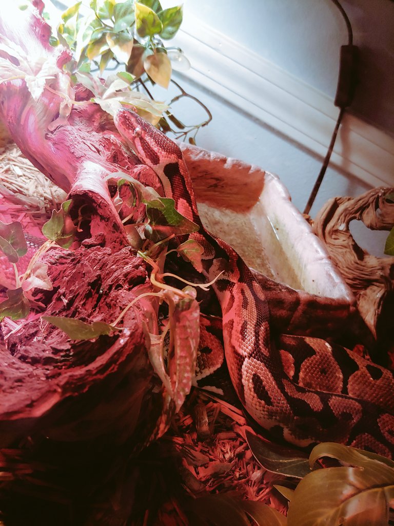 msstonetweets's tweet photo. Gamora flirting with her new roommate 🐍#gamoramissesthe7thgraders https://t.co/fnLw0MbFz4