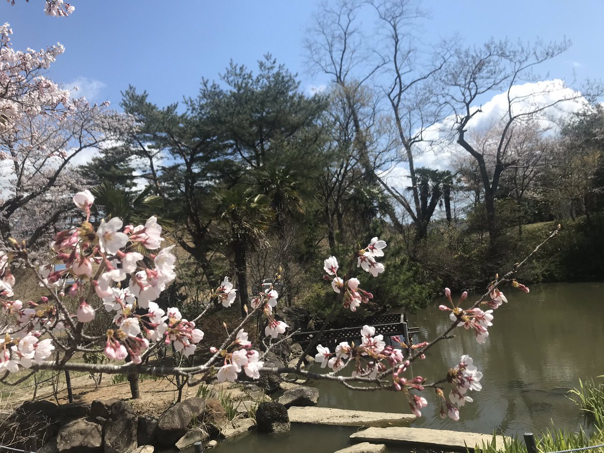 N Resort Fukushima 公式 على تويتر ということで 楽しいこと やっぱり今の時期はお花見 当館の桜 満開ですー