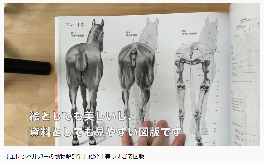 Sully ボーンデジタル Twitterissa エレンベルガーの動物解剖学 紹介 美しすぎる図版 Dessin Laboratoryさんに動画でご紹介いただいてます T Co 1wb5hf7jew Katoアナトミー 動物解剖学 美術解剖学 クリーチャー 幻獣 T Co E8jvecilhk