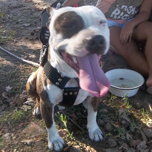 NEGROSUDAKA's tweet photo. HERMOSO MI PIT...RAZA POCO COMPRENDIDA! https://t.co/bCoa8LnsiS