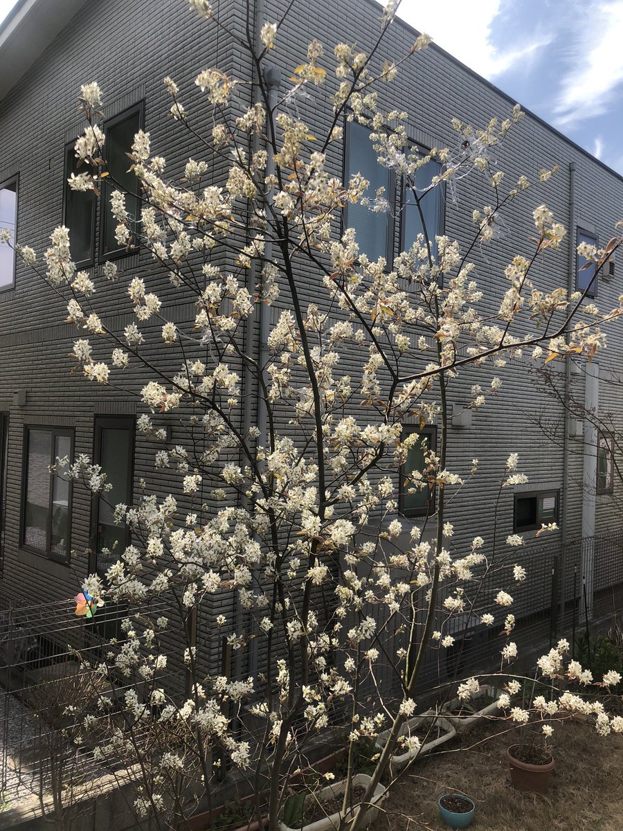 いか焼きちゃん 移動販売カラッツ Auf Twitter お家のお花と私さくらんぼw 枝垂れ桜がまた咲かないなぁ さくら盆栽と花桃 ジューンベリー さくらんぼ赤ちゃん