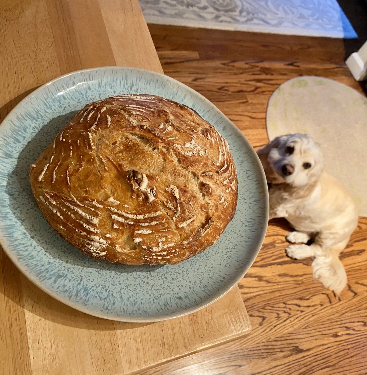 davesteer's tweet photo. #52Plates - 3rd Time’s a Charm Sourdough https://t.co/rQGw9KjPTL