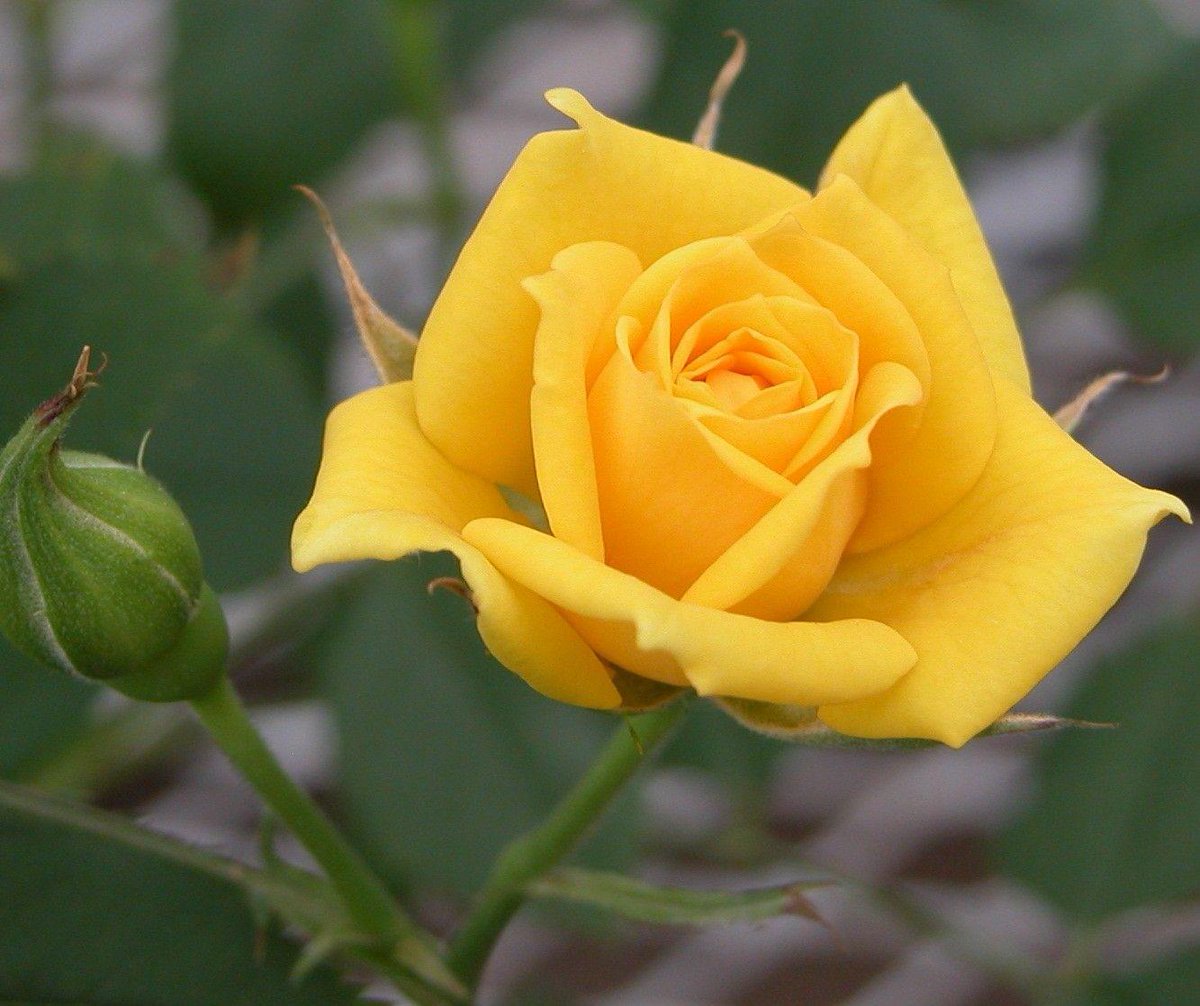 Virat Kohli As Yellow Rose  #ViratKohli  #YellowRose