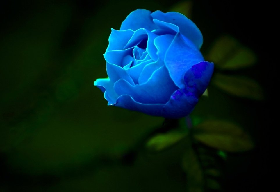 Virat Kohli as Blue Rose  #ViratKohli  #blueroses