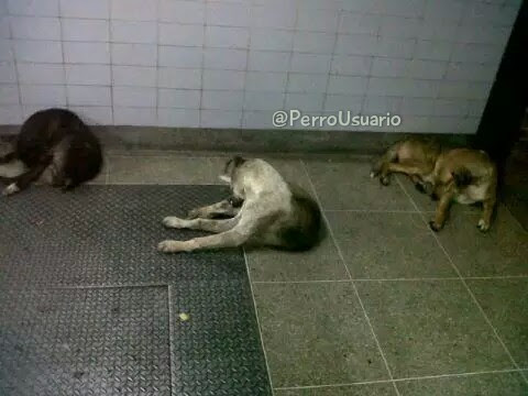 PerroUsuario Wof '•' tweet media