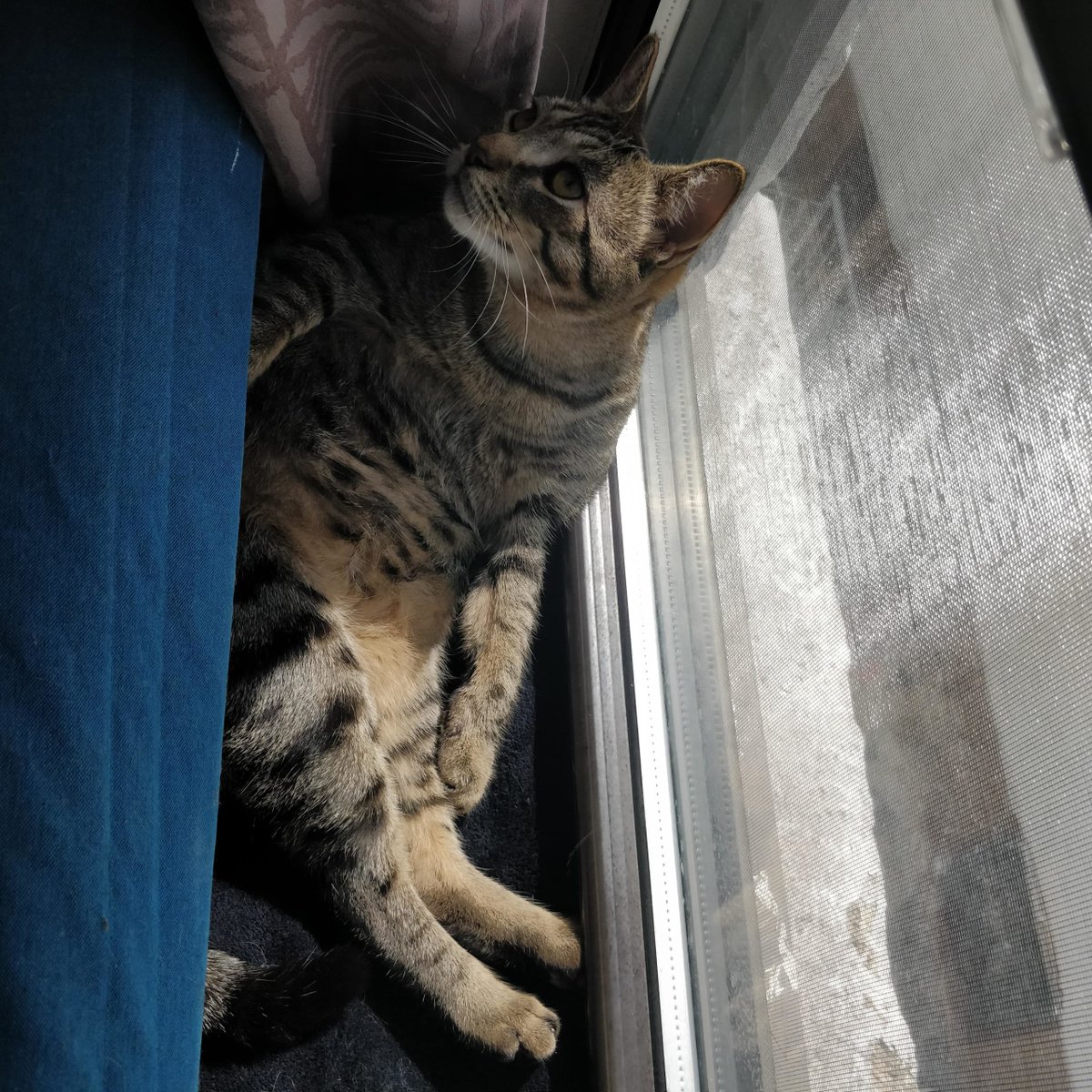 MeowMoeDotCom's tweet photo. My #Indoor #Cat #likes to #Sit like this on the #Window #Sill and #Stare #Longingly out the #Window as if ...
#Cats #Cat #Kittens #Kitten #Kitty #Pets #Pet #Meow #Moe #CuteCats #CuteCat #CuteKittens #CuteKitten #MeowMoe
#Hasnt
https://t.co/UWe2JQbGBI
. https://t.co/LqnbzquRXg