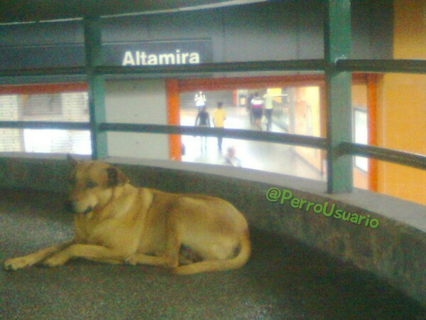 Aquí te espero para desearte un lindo día. Cuando me veas junto a mis hermanitos, solo te pido por favor que no nos maltrates. Estamos acá mientras encontramos un hogar que nos quiera… 🐕