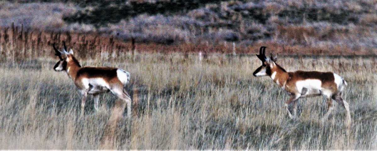 davewright's tweet photo. "Home on the range.
Where the deer and the antelope play."
-- Brewster Martin Higley VI
November 30, 1823 – December 9, 1911
Wrote  "My Western Home." This poem later became the lyrics for "Home on the Range."
Kansas legislature voted to make it the state song on April 8, 1947. https://t.co/Mky7somfkb