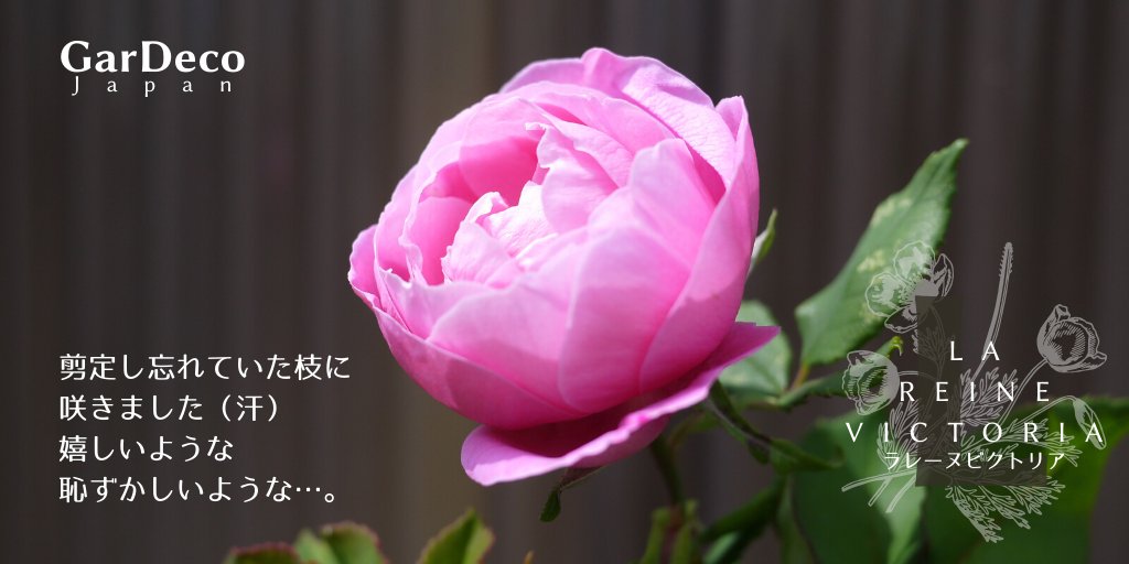 Gardeco Japan ラレーヌビクトリアが咲きました と言っても剪定し忘れた古い枝に咲いたもの 咲いてくれたのは嬉しいのですが 写真をアップするのは若干恥ずかしい まぁ ズボラなのは自他共に認めるところなので 気にせず公開しちゃいます