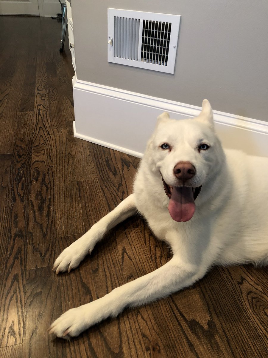 Cody Rhodes tweet media