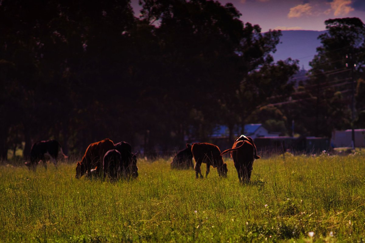 ErandaArt's tweet photo. Isolation #selfisolating #farm #sunset #outback #peacful @nikki_bucci @JoyedPanda @sharond_s https://t.co/sz6CuiND0P