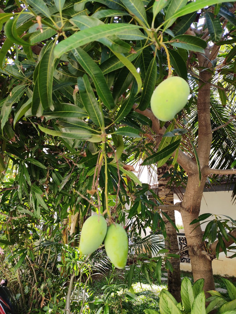 It's already 32° which feels like 39° and 67% humidity... All this will rise by afternoon. It's partly cloudy... Wondering when will we get a mango shower and that feels good summer thingy... Neighbor's mango tree in full bloom... I love watching mangoes on trees 