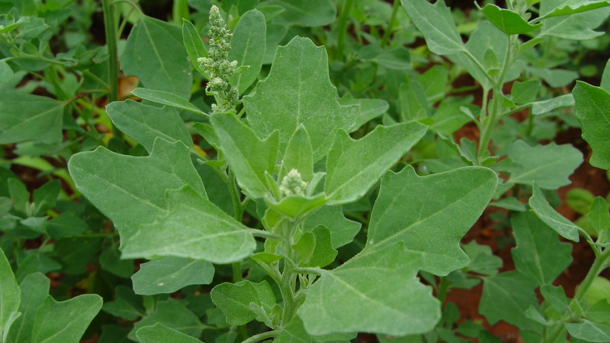 Chenopodium album (Amaranthaceae, left). Artemisia vulgaris (Asteraceae, right).