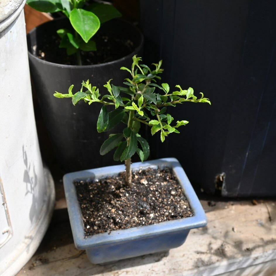 NaSka_Style's tweet photo. Bonsai "Citrus hassaku"
去年食べたはっさくの種 発芽させたら育ってきたので盆栽仕立てに植え替えてみました
#bonsai #gardening #green #glow #japan #tokyo #scenery #japanesestyle #tree #miniature #miniaturetree #lovegardening #hassaku https://t.co/B6yBec2hiV https://t.co/Rl4Rg1VAa5