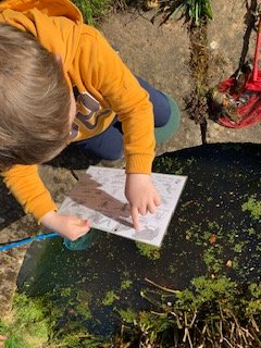 HeadCkis's tweet photo. We have had lots of fun pond dipping at CKIS. We found newts, but wondered where all of the frogspawn has gone! Has it hatched? https://t.co/pK5QE16vxu