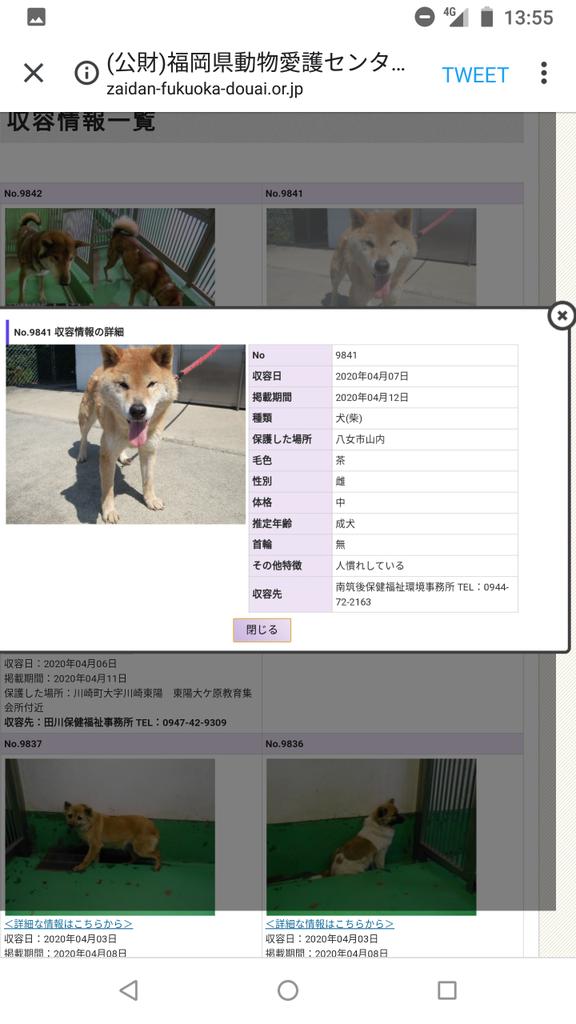 Japanesemichael Jackson 福岡県保健所 期限 4月12日 人慣れしている柴犬 性別 女 年齢推定 中齡 犬種 柴犬 体格 中 毛色 茶白 収容月日 4 7 保護場所 八女市山内 首輪なし 迷子犬 福岡県 八女市山内 柴犬 保健所 犬 収容犬