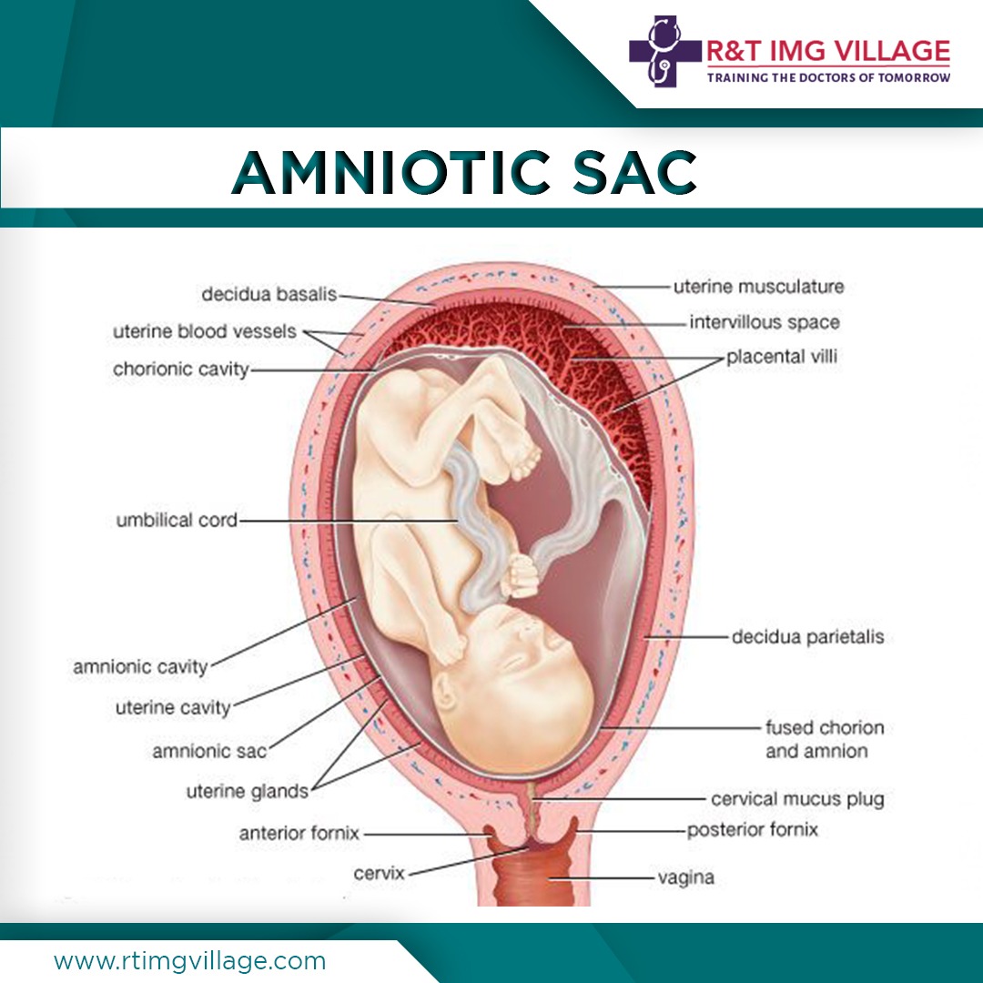 Foetus in amniotic sac, 18 weeks - Stock Image - C052/8526 - Science Photo  Library