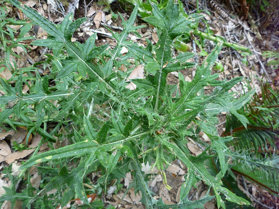 Cirsium vulgare (Asteraceae, left). Polygonum aviculare (Polygonaceae, right)