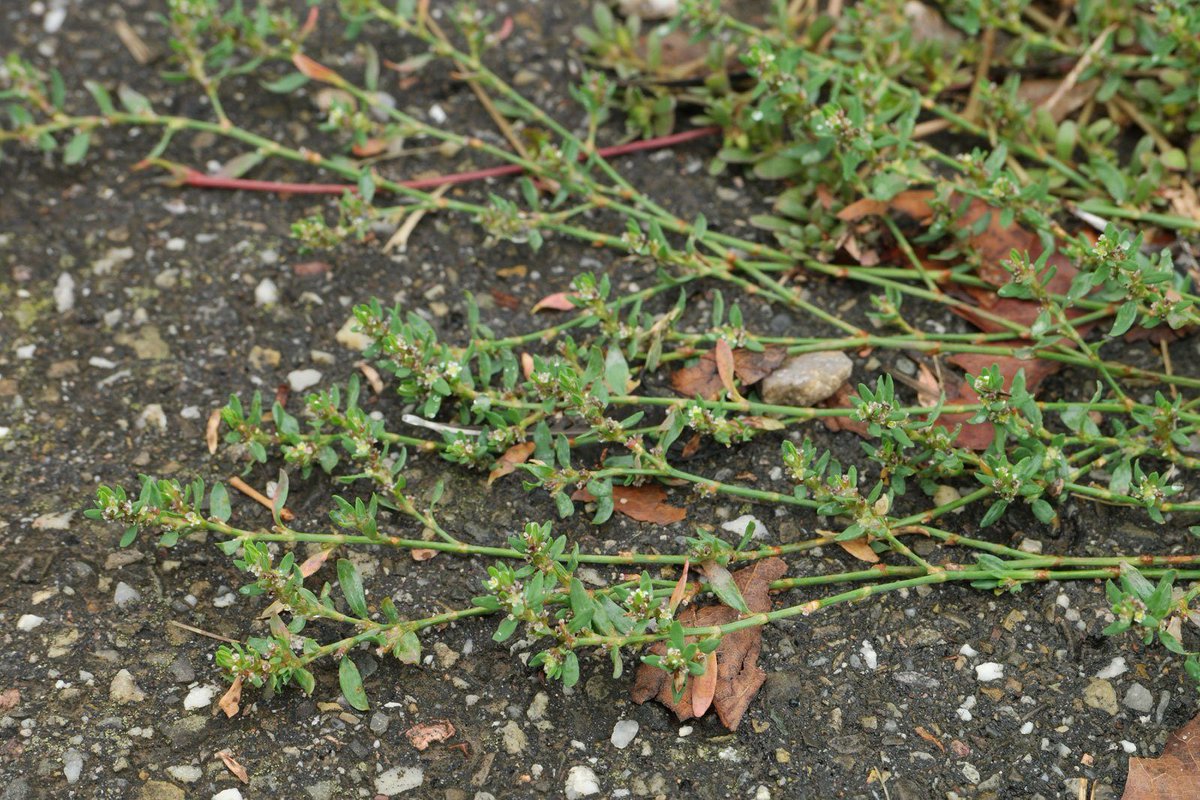 Cirsium vulgare (Asteraceae, left). Polygonum aviculare (Polygonaceae, right)