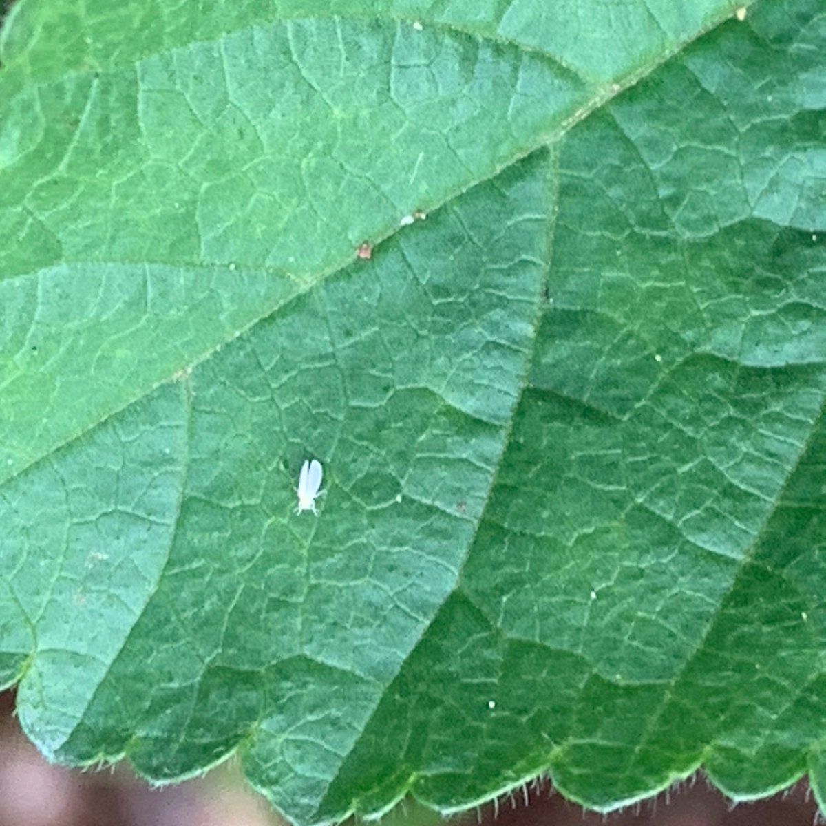 What else can your weeds harbour? This little marshmallow the whitefly are loving! Farm hygiene is critical for helping to keep issues like this under control. <a href="/HeathMcwhirter/">Heath mcwhirter</a>  <a href="/em_ayliffe/">Emma Ayliffe</a>