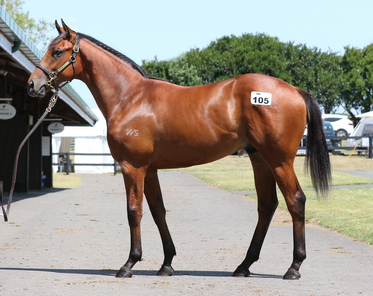 AujardRohan's tweet photo. INTEREST FREE payment terms available for a short time only on all horses available on https://t.co/dsjwEW302C and NO COSTS until MAY . Contact me to discuss your needs rohan@maluaracing.com.au 0457876956 @MaluaRacing https://t.co/UN0Ejb4FHJ