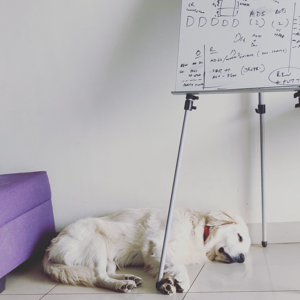 Arpita_Kapoor's tweet photo. Among every one in our team who is working remotely @YodaAtMechMocha  is the most swag. Today's agenda is to hug the whiteboard a bit and hope certain problems getting solved through sheer love. #remotework #startupdog https://t.co/VhEz3LjJTS