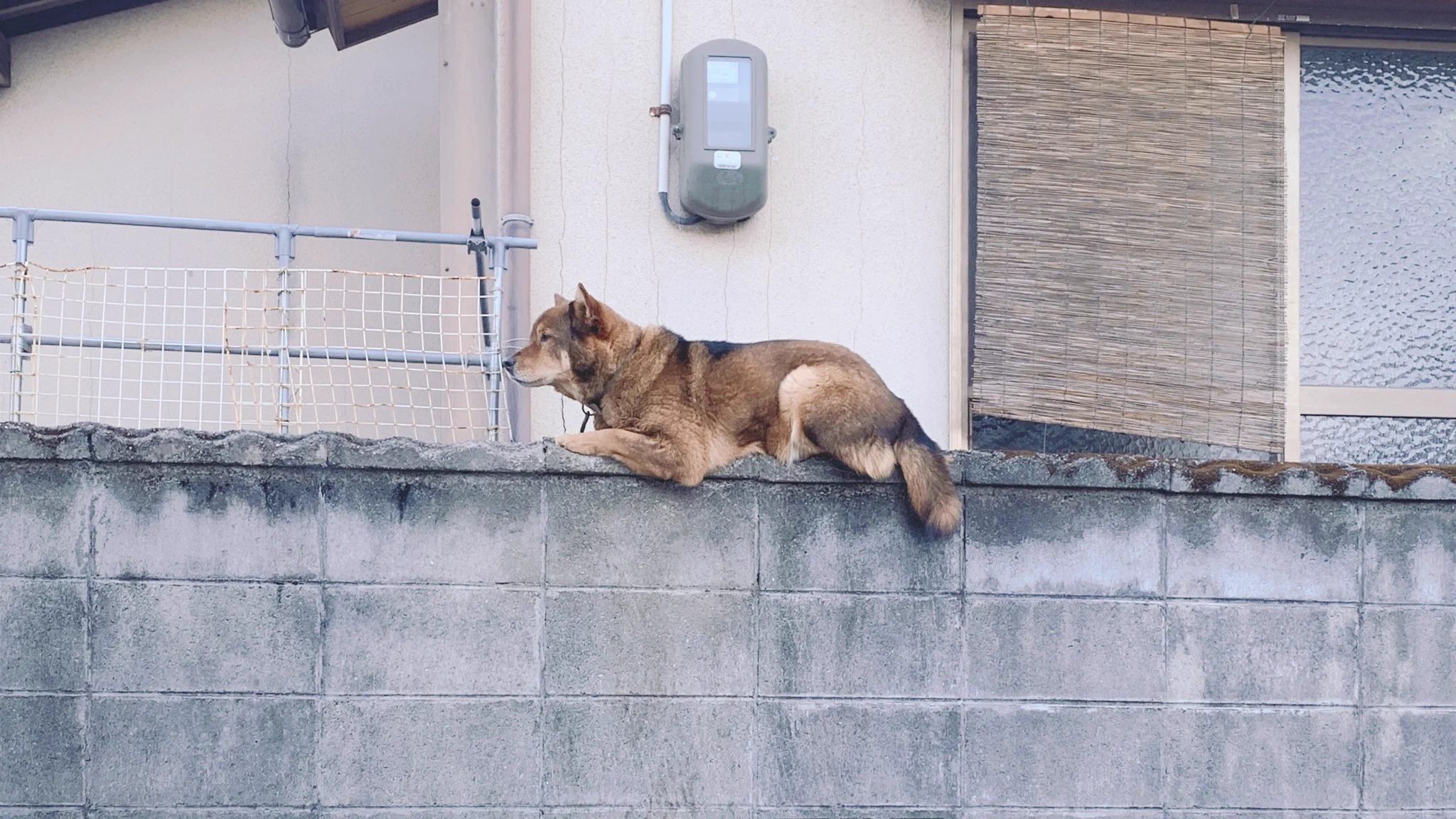 え！？どうやってそこに登ったの？？猫かと思ったら犬だったｗｗ
