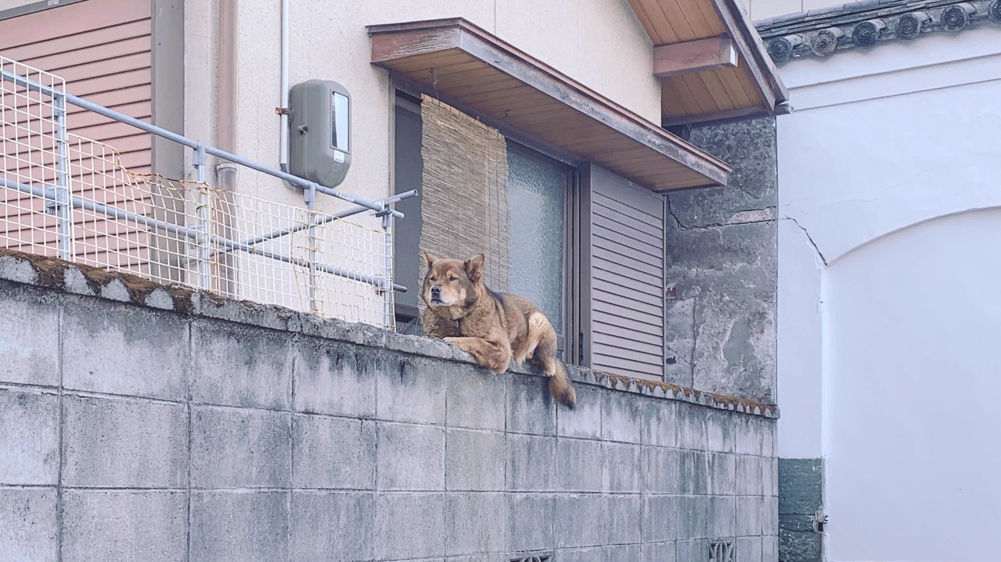 え！？どうやってそこに登ったの？？猫かと思ったら犬だったｗｗ
