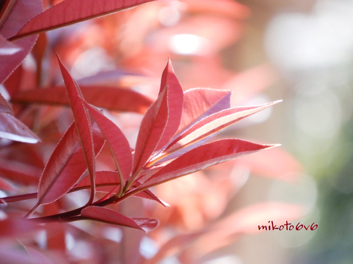 Mikoto 生垣の赤い葉っぱがニョキニョキ もうすぐ白い花を咲かせるのかな 見てみたいなぁ 花言葉 賑やか レッドロビン 赤芽黐 アカメモチ 紅要黐 ベニカナメモチ 赤い葉 新芽 キリトリセカイ Japanesephotinia Red Leaves Nikon