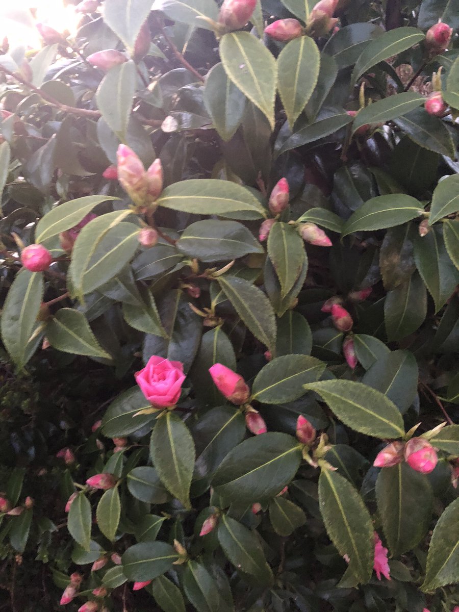 Morning has broken - oh I feel a song coming on lol - seriously everyone have a great day as best they can in the current situation- #Argyll