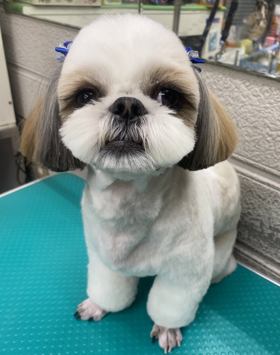 看板犬ジョルぼん Twitterissa 可愛すぎる カイ君 春は あんよが 汚れやすいね W 今日は 足もと短め スッキリですよ ๑ᴖ ᴖ๑ 大好きな お姉ちゃんと お散歩楽しんで下さいね ﾟ ﾟ 京都 トリミング シーズー 春 可愛すぎ お散歩