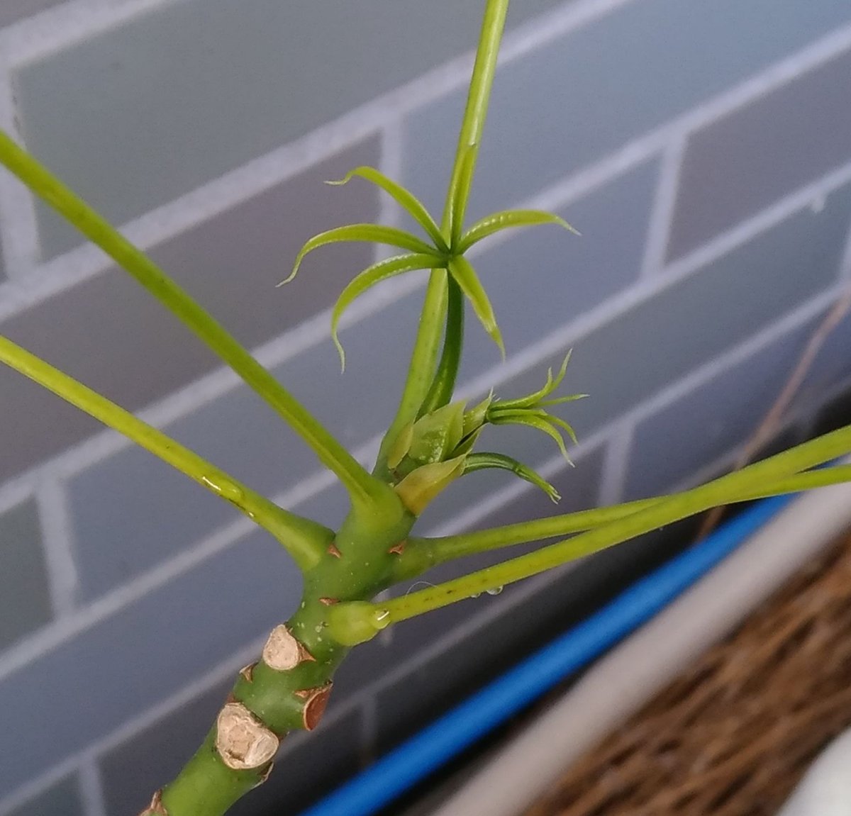 こころんグリーン En Twitter １００均で買って来たパキラの新芽です 買うときはとても小さな観葉植物で 場所も取らないと思ってました でも今は １ｍを優に超えるほどになってます パキラ １００均 新芽 観葉植物 １ｍ 春 園芸 ガーデニング 熊本市南