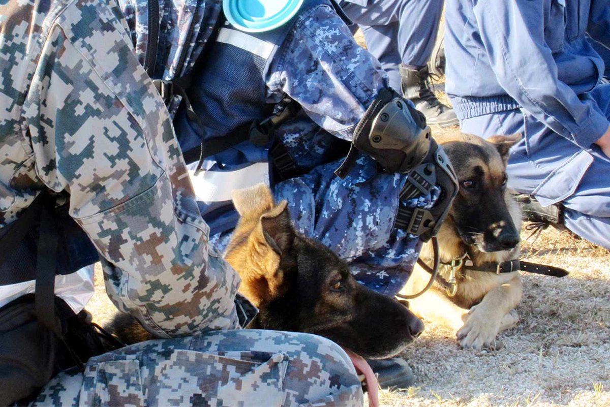 自衛隊山形地方協力本部 公式 警備犬 って知っていますか 様々な自衛隊での活動を共に行っている大切な役割があります 主に 海上自衛隊 や 航空自衛隊 の警備に関する職種 に所属していますが なんと階級もあるのです ジョン２曹 など