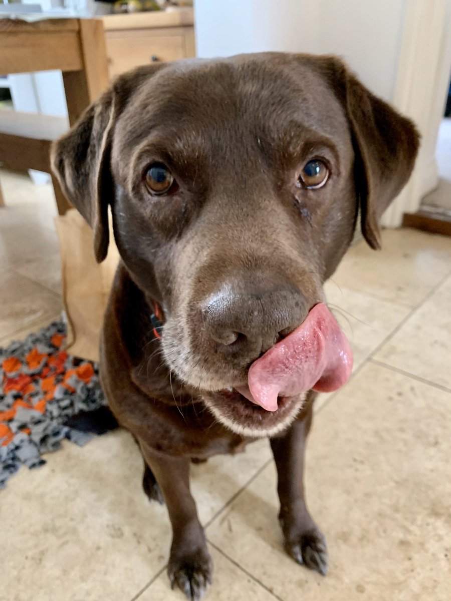 Obi_Obs's tweet photo. Mawnins all 👋🏻👋🏻it do be #TongueOutTuesday #dogsoftwitter #labradorsrule ❤️ https://t.co/2uW6DcKLt5