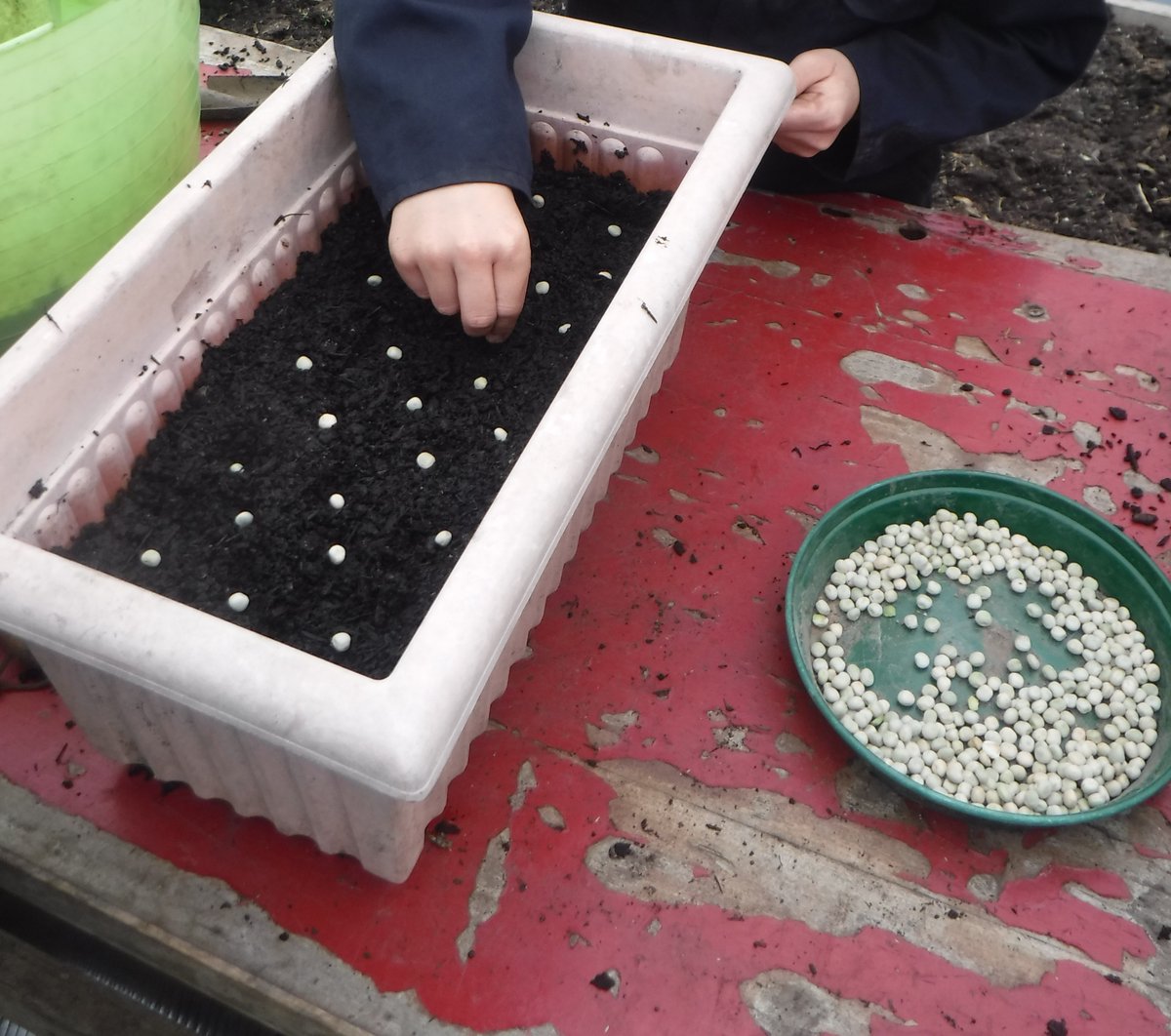 applebyrdcom's tweet photo. Sowing shop bought dried peas to grow for pea shoots. Lovely in salads https://t.co/PZAmWn2yOq