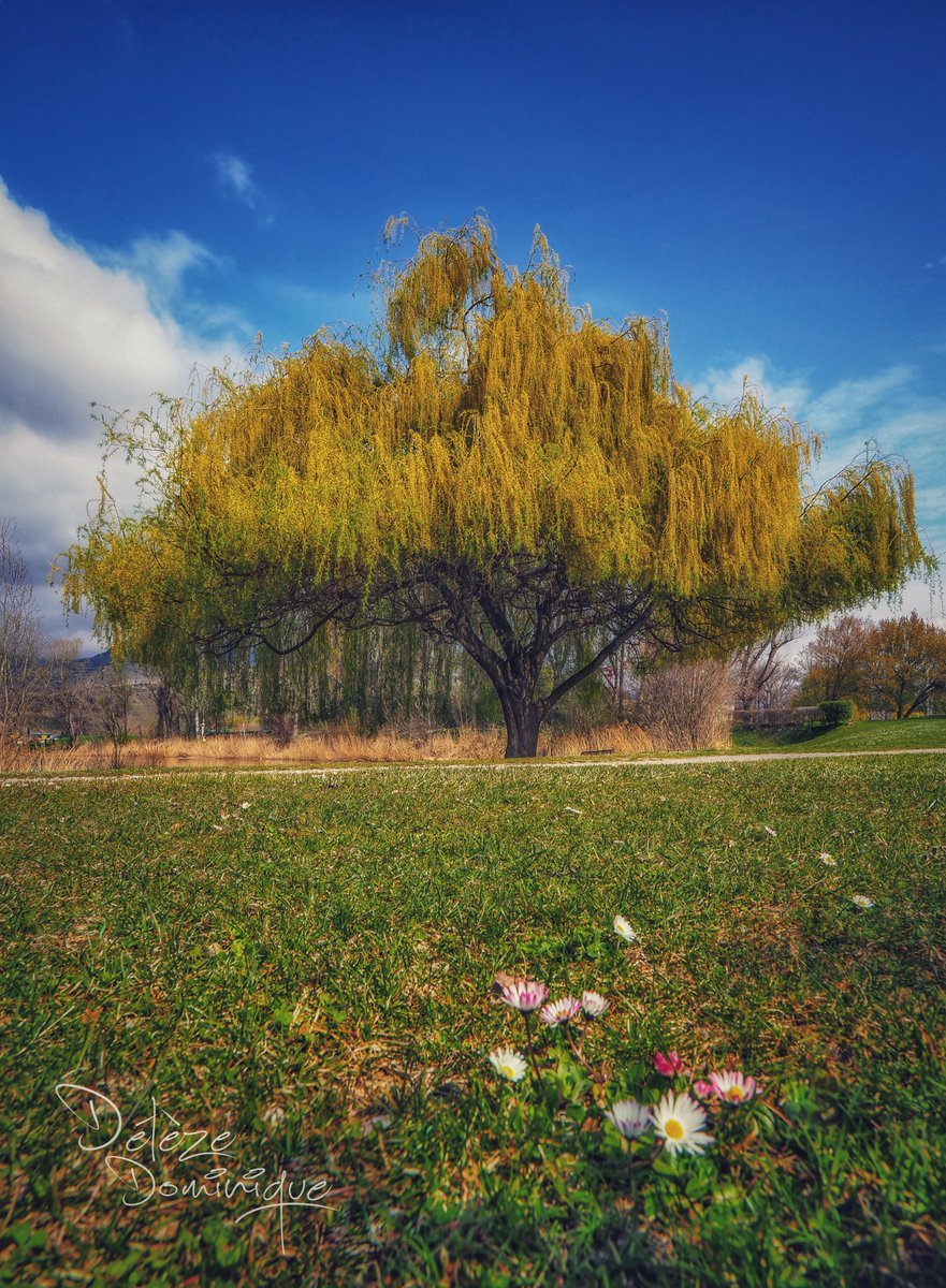 DelezeD's tweet photo. Les arbres, une tranquillité 🌳
#lesiles #sion #sionmaville #saulepleureur #weepingwillow #arbre #tree #tree_pictures #tree_love #tree_capture #nature #naturephotography #naturelovers #landscape #landscapephotography #landscapelovers #valais #swiss #swisslandscape #switzerland https://t.co/t5FB0DmPfb