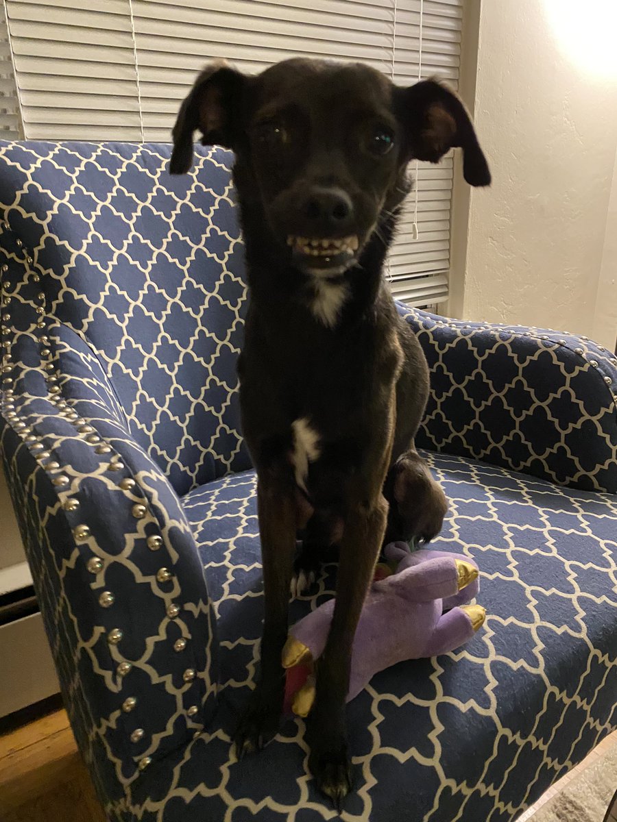TheSherylKlein's tweet photo. Someone says good night! #figaro  #thesmilingdog https://t.co/j3ztQNMQnH