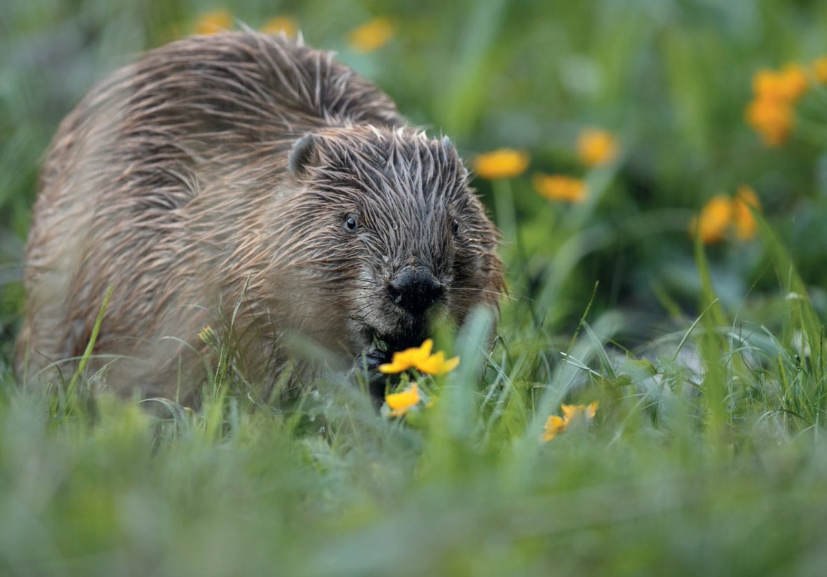 Het is de Dag van de Bever. 
In 1988 werden in de Brabantse Biesbosch 40 bevers uitgezet. Van daaruit hebben ze zich langs de grote rivieren verspreid. In onze gebieden De Zaag en Stormpoldervloedbos bij Krimpen a/d IJssel en Klein Profijt bij Rhoon worden ze regelmatig gezien.