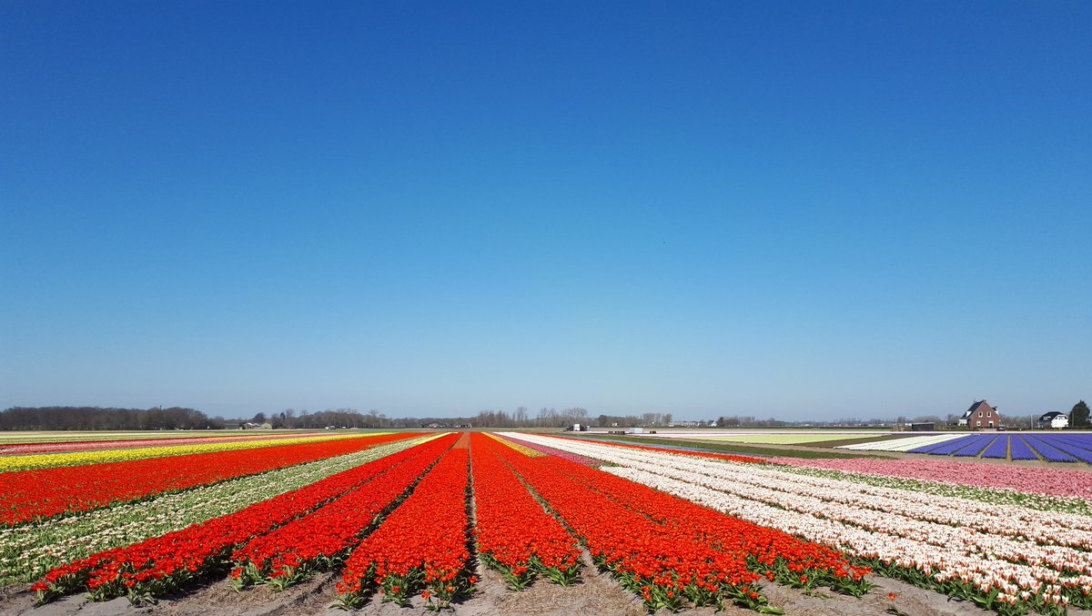 Door de coronacrisis is er dit jaar geen bezoek aan de Keukenhof mogelijk. Maar de bloembollenvelden zijn er niet minder mooi door......