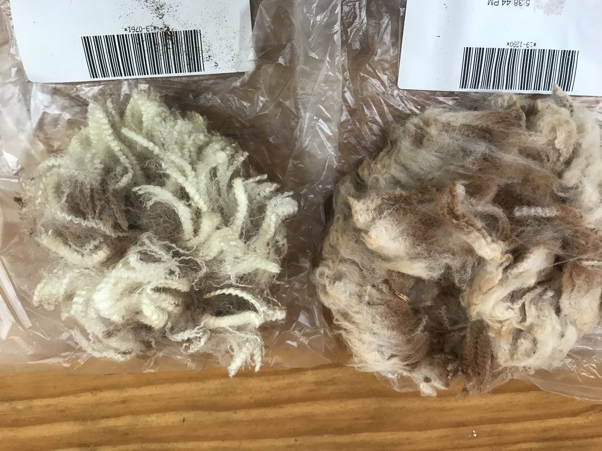 Same consignment, same droughty paddock - Flat skin at right @ 20.1u/44% yield vs 17.1u/61% elite skin producing bold crimped ‘gold!’ - a yield, staple length improver! Free wools of superior skin quality actually improve yield as shown here yet again! Fact! <a href="/thelandnews/">The Land</a>