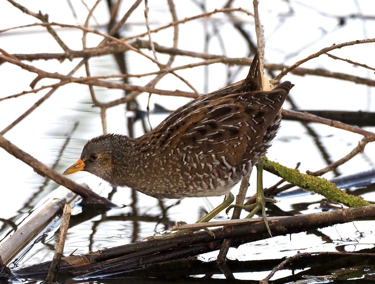 kiskadee79's tweet photo. Secret life of a #spottedcrake https://t.co/lvyRtKEusV