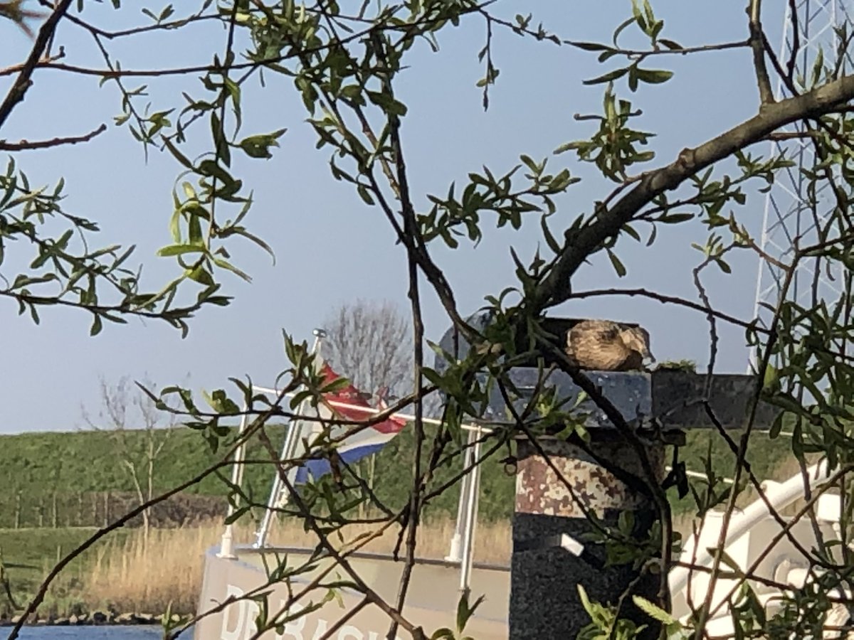 Jasper van Zon tweet media