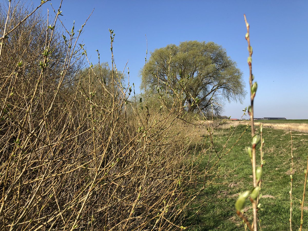 Jasper van Zon tweet media