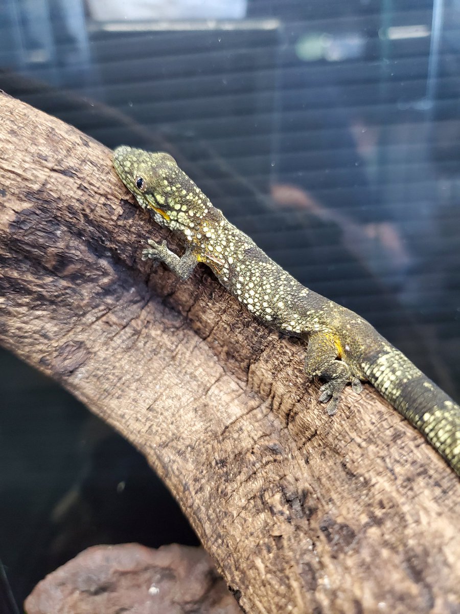 Growing در توییتر 新着 アグリコラクチサケヤモリ ニューカレドニア原産の非常に特徴的な小型ヤモリ 短い手足と太い尾で とてもコミカルに動き回る種で 素早い動きもなくとても扱いやすいうえ 人工飼料で飼育できる飼いやすさもgood 手に乗せて動くと