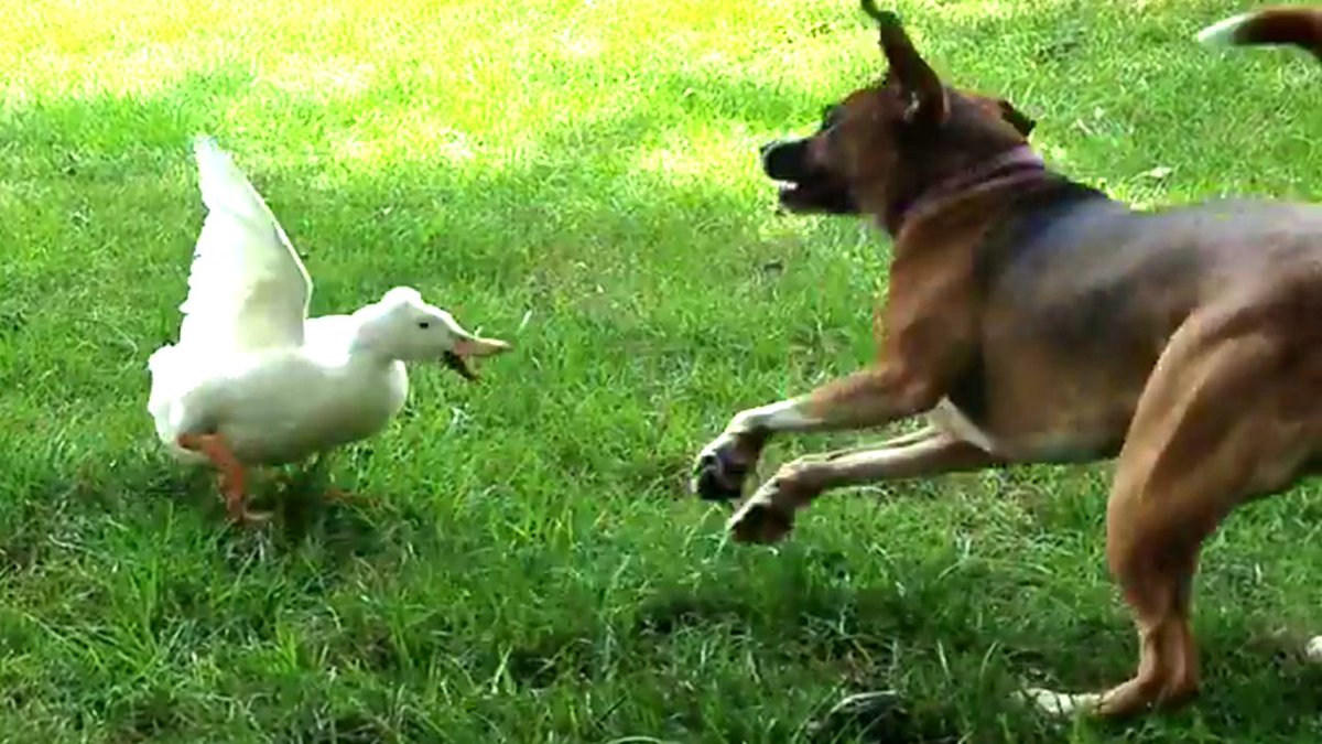 ハプニング おもしろ 動物