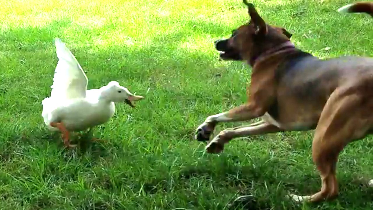 3sanimals Twitterren おかしいアヒル対犬 誰が勝ちますか T Co Fgmcssl543 面白いアヒル対犬 アヒル 犬 アヒルの子 子犬 犬かわいい 可愛い犬 子犬かわいい 動物のおもしろハプニング 笑わない人はいない 犬かわいい T Co