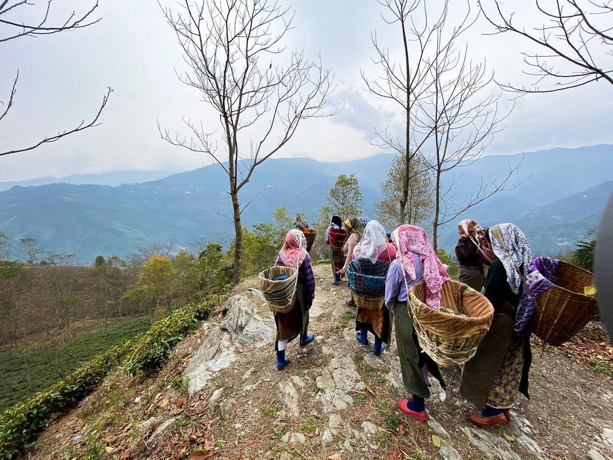 LePartiduThe's tweet photo. #throwbackindia 1 - Rencontrer les femmes et hommes du thé, étudier leurs méthodes, assister non seulement aux cueillettes mais aussi à toutes les étapes de fabrication, se rapprocher au plus près du produit et le comprendre pour, vous proposer
le meilleur de chaque terroir. https://t.co/63cMFvEdl9