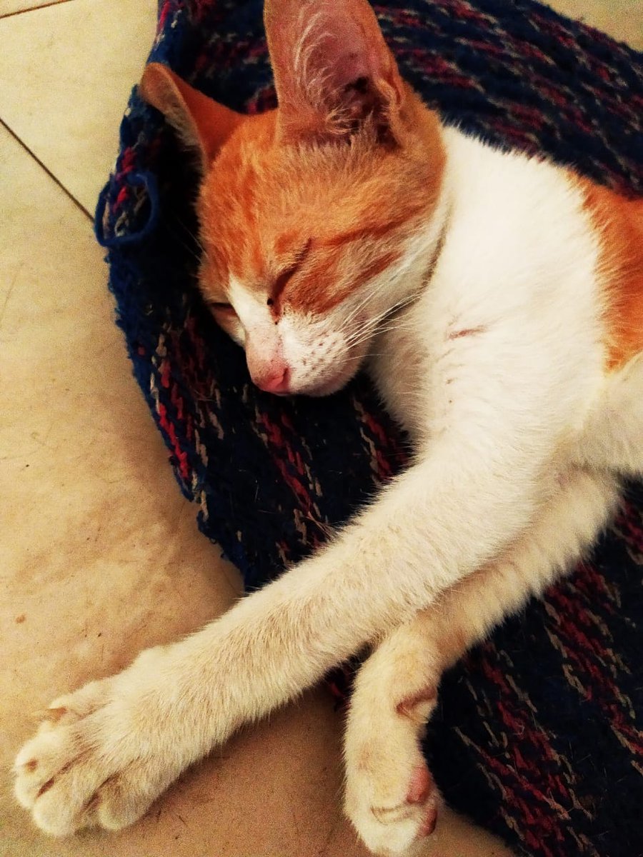 Time for an afternoon siesta along with my soft toys  #JogaInLockdown #CuteCats  #CatsOfTheQuarantine  #CatsOfTwitter  #catsofinstagram